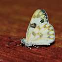 Desert White