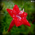 Red Cypress Vine
