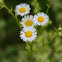 Fleabane (Feinstrahl)