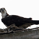 Osprey