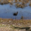 White-faced Ibis?