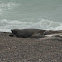 South American Elephant Seal