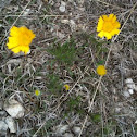 Hymenoxys