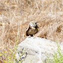 Burrowing Owl
