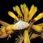 Crambidae