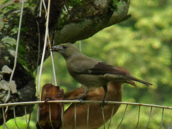 Spotting Image 1