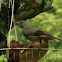 Palm Tanager