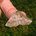 Ruddy Metarranthis