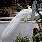 Indian Peafowl