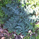 Plant