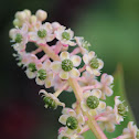 Pokeweed