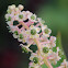 Pokeweed