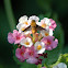 Bee Fly
