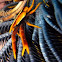 Crinoid Squat Lobster