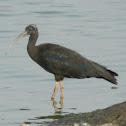 Indian Black Ibis