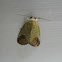moth