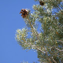 Singleleaf Pinyon