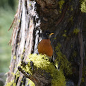 American Robin