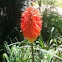 Red hot poker