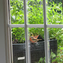 Carolina Wren