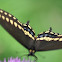 Black Swallowtail