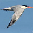 Caspian tern