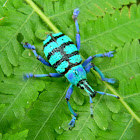Eupholus weevil