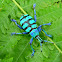 Eupholus weevil