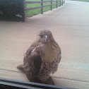 Red-tailed hawk