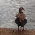 Egyptian goose