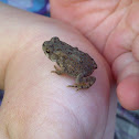 Fowler's Toad