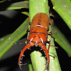 Beetle