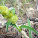 Oreja de liebre