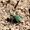 green tiger beetle