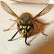 Wasp