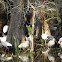 ibis americano blanco - american white ibis
