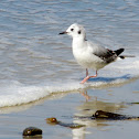 Bonaparte's Gull
