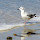 Gulls of Mississauga