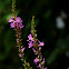 Purple Loosestrife
