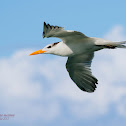 Royal Tern