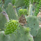Prickly Pear cactus