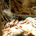Puerto Rican ground lizard