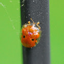 Golden Tortoise Beetle