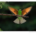 Green Bee-eater