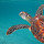 Maldives Biodiversity