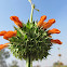 Leonotis