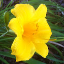 Stella De Oro lily