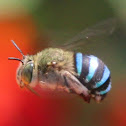 Blue Banded Bee
