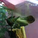 Dragon-headed Katydid