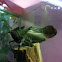Dragon-headed Katydid
